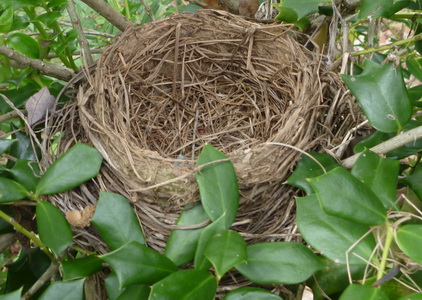 Birds nest exposed to the world