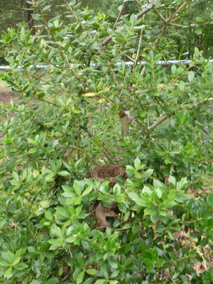 Birds Nest Safely hidden away