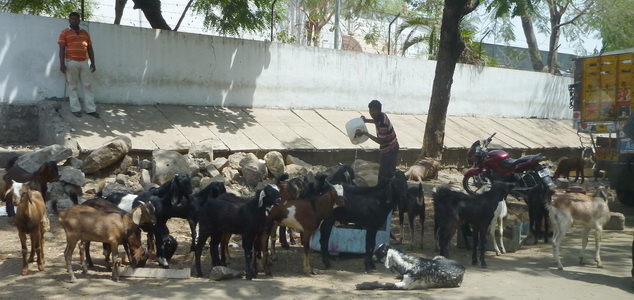 Watering a herd of goats on the side of the road