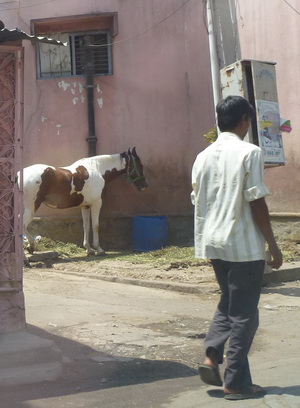 I did not see a lot of horses in Hyderabad but was able to find this one on a side street